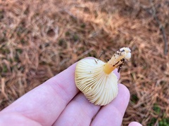 Hygrophorus hypothejus
