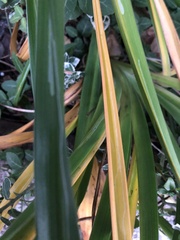 Ophiomyia kwansonis