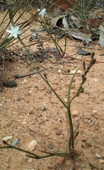 Caesia parviflora minor