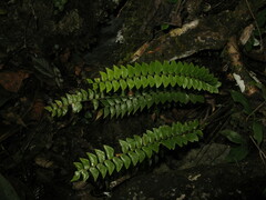 Polystichum minimum