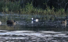 Nettapus coromandelianus