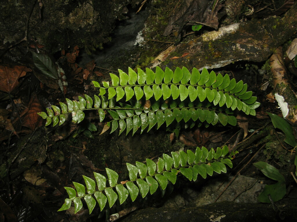 Polystichum minimum (Polystichum minimum)
