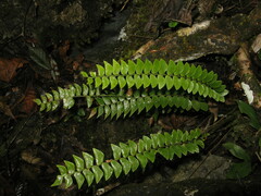 Polystichum minimum