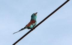 Coracias abyssinicus