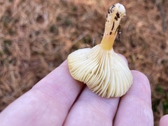 Hygrophorus hypothejus