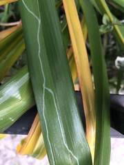 Ophiomyia kwansonis