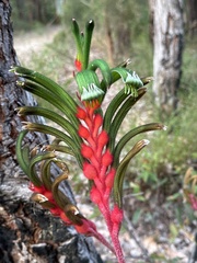 Anigozanthos manglesii