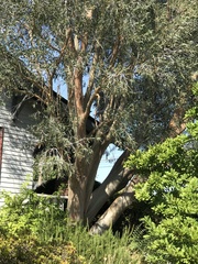 Eucalyptus pauciflora niphophila