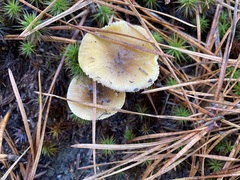Hygrophorus hypothejus