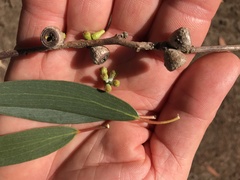 Eucalyptus pauciflora niphophila