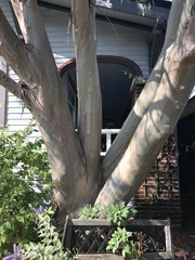 Eucalyptus pauciflora niphophila
