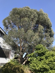 Eucalyptus pauciflora niphophila