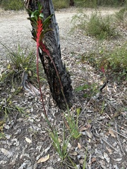 Anigozanthos manglesii