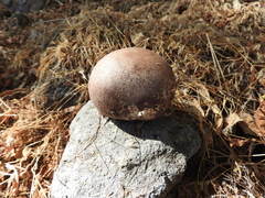 Mycenastrum