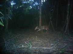 Odocoileus pandora