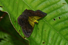 Gorgopas trochilus