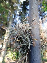Tillandsia capillaris
