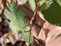 Neolasioptera nodulosa