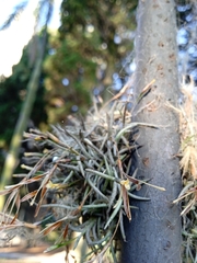 Tillandsia capillaris