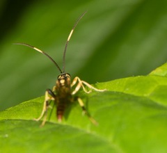 Cratichneumon