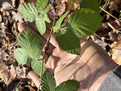 Neolasioptera nodulosa