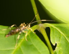 Cratichneumon