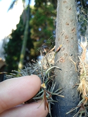 Tillandsia capillaris