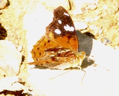 Hypanartia