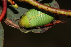 Xylonichus