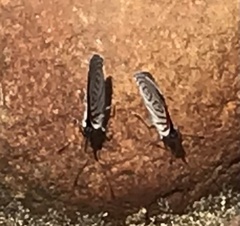 Diaethria clymena