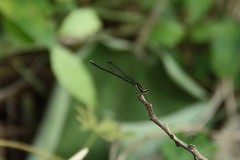 Prodasineura croconota