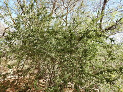 Condalia velutina