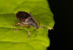 Phyllobius oblongus
