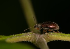 Phyllobius oblongus