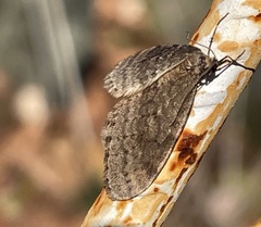 Operophtera bruceata