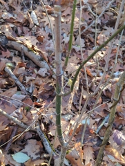 Euonymus
