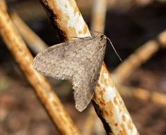 Operophtera bruceata