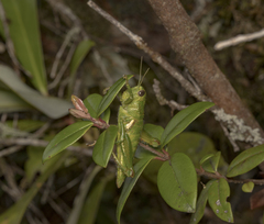 Antandrus viridis