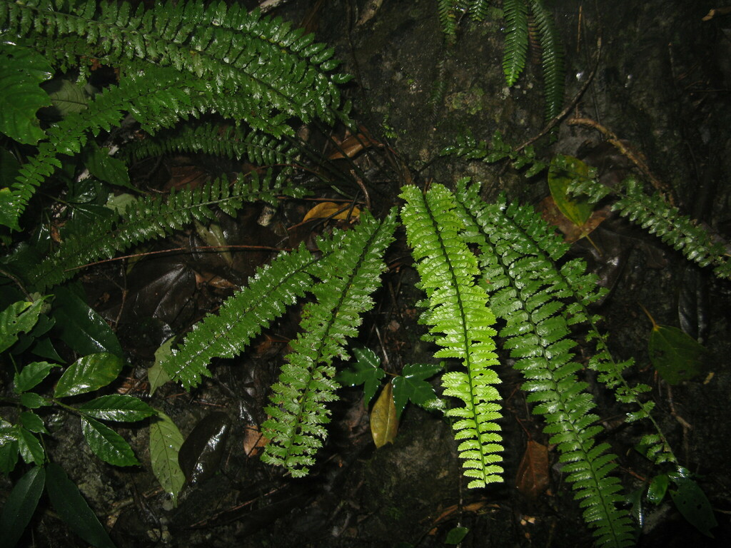 Polystichum auriculum (Polystichum auriculum)