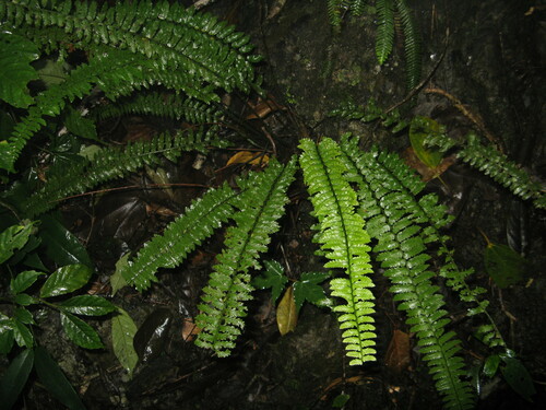Polystichum auriculum