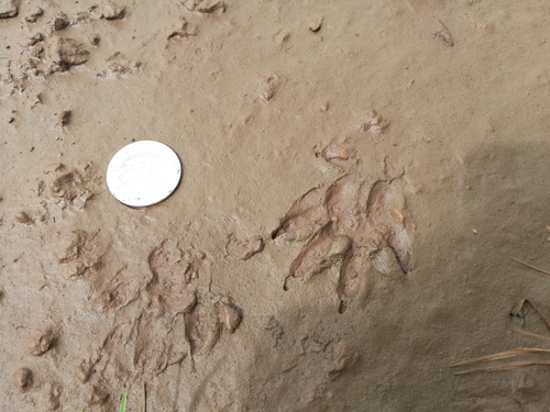 Herpestidae