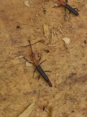 Brentinae