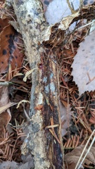 Penicillium