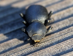 Zopherus sanctaehelenae