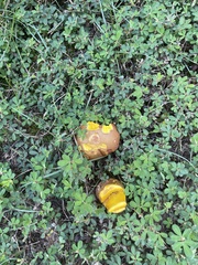 Xerocomus subtomentosus