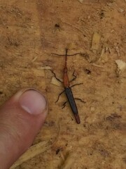 Brentinae