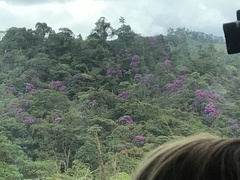 Andesanthus lepidotus