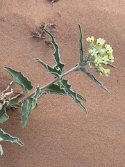 Asclepias macrosperma