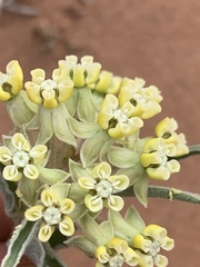 Asclepias macrosperma