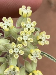 Asclepias macrosperma